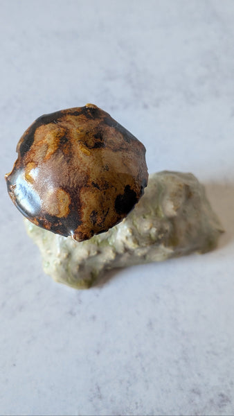 Mushroom: Slippery Browncap