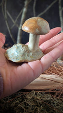 Mushroom: Small Orange Cap Bolete