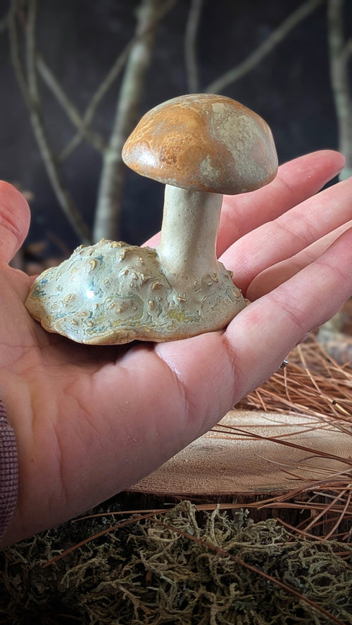 Mushroom: Small Orange Cap Bolete