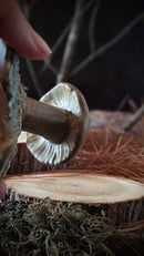 Mushroom: Chunky lil Toadstool